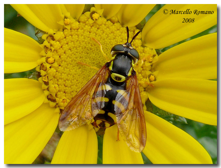 Chrysotoxum intermedium (Syrphidae) di oggi, a Segesta